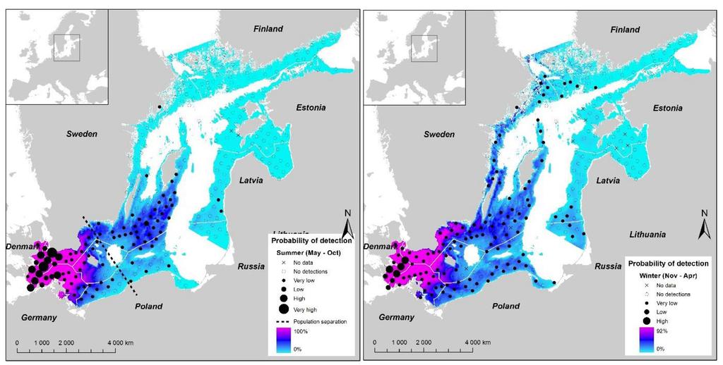 Det kanske viktigaste resultatet från SAMBAH-projektet var att det fanns två populationskluster under sommaren, ett på och omkring de grunda bankarna i centrala Östersjön (Östersjöpopulationen) och