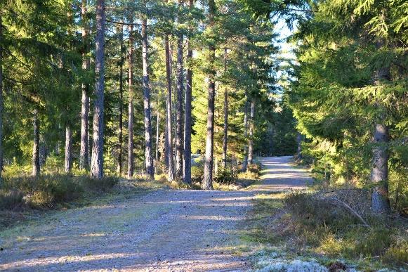 Skogsmark 95,1 ha skogsmark enligt skogsbruksplan som är upprättad år 2014 av Skogsstyrelsen, se bilagda utdrag från PC-skog.