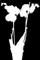 26,79/kg Orkidé Phalaenopsis, 2-stänglad Bindor, trosskydd