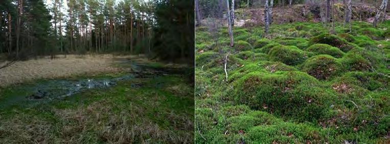 Det traditionella brukandet av ljungheden har för länge sedan helt upphört vilket medfört att landskapet beskogats.