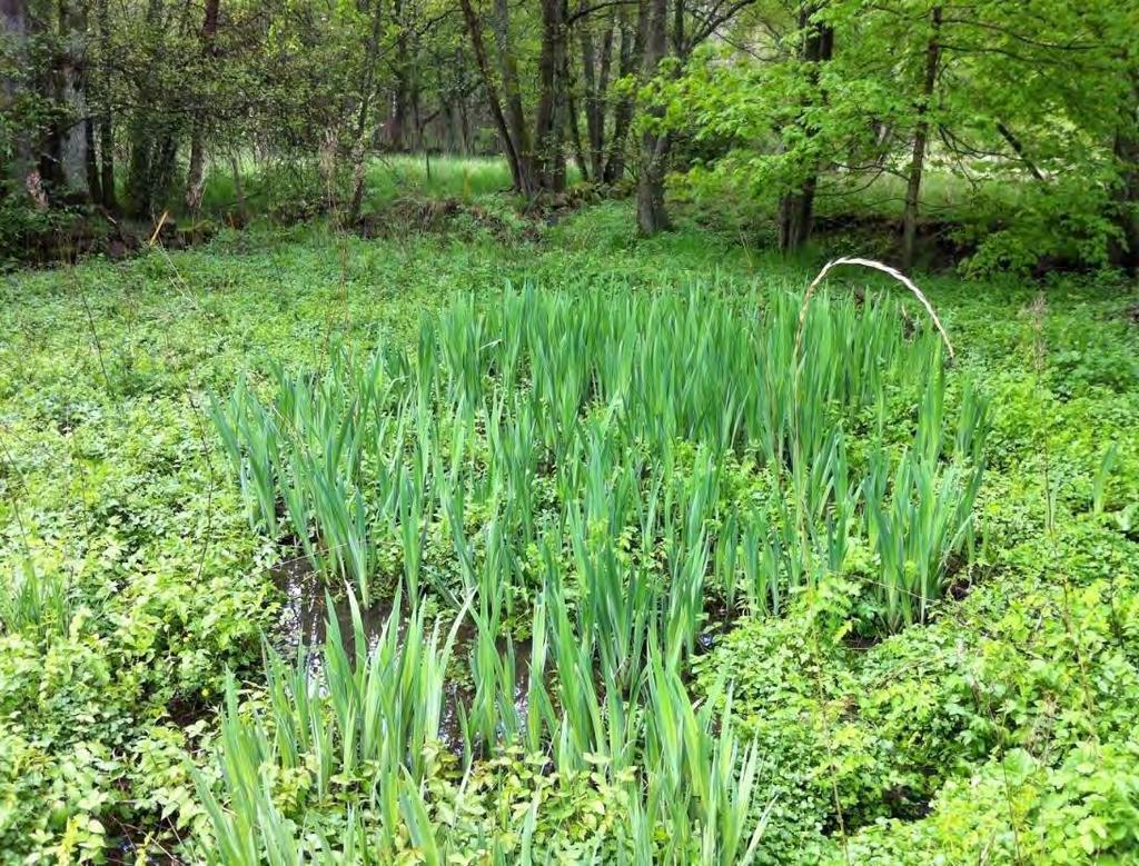 Figur 4. Omgivningarna kring Vulserödsbäcken har höga naturvärden (Foto: J. Sörensen). 2 Alternativ 2.1 Nollalternativ Nollalternativet innebär att detaljplanen för Kvarnhöjden inte genomförs.