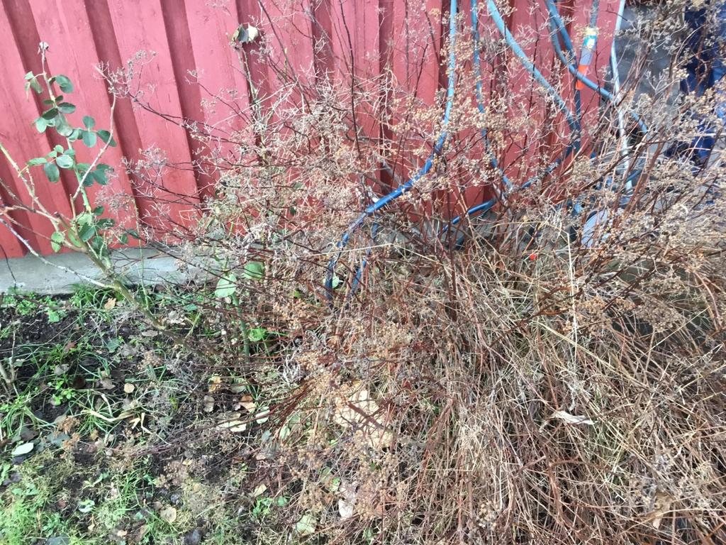 Markförhållanden Växter/rabatter intill grundmur/fasad. Av erfarenhet vet man att problem kan uppstå i dagvattenledningar, fasad samt dräneringssystem då växtlighet finns intill byggnaden.