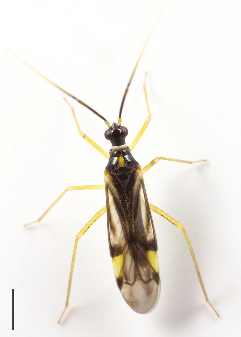 Scarlett Szpryngiel & Carl-Cedric Coulianos a b Figur 1. Tupiocoris rhododendri, a) imago b) sista nymfstadiet. Arten lever exklusivt på Rhododendron och är ny för Sverige.