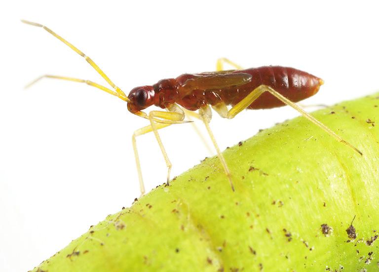 The species is reported new to Sweden. Scale bar is 1 mm. Photo: Kjell Nilsson.