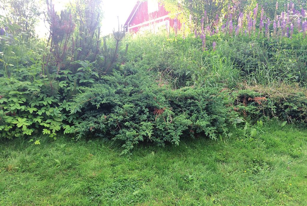 2011 2 ex, leg CC, Våmb, Hemgården 25.06.2016 >20 ex. leg. SS, Up Stockholm, Frescati 06.07.2016 leg. SS. Arten har tidigare sammanblandats med andra Dichrooscytus-arter.