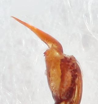 a b a b c d Figur 5. Psallus montanus har nyligen skiljts ut som en egen god art från P. betuleti och kända fynd i Sverige har därmed reviderats.
