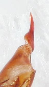 Skillnaden i färg mellan cuneus och corium är större hos P. montanus och behåringen är kraftigare (men skavs lätt av vilket kan skönjas i dessa exemplar). Skalstrecken är 1 mm.