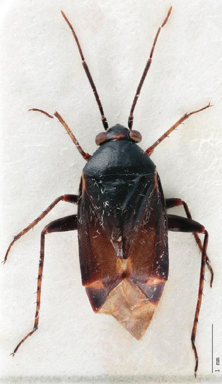 The species are often hard to distinguish: a) Male and b) female of Psallus betuleti, c) Male and d) female of Psallus montanus. The color difference between the cuneus and corium is greater in P.
