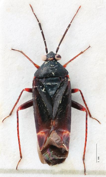 montanus den är kortare och basalt utvidgad. Male genitalia in a) P. betuleti where the apex of the vesica is elongated and narrow, and b) P. montanus where it is shorter and with a wider base.