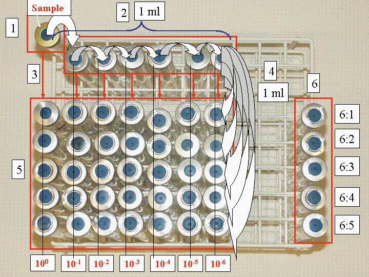 3.2 Equipment for most probable number determination The preparation of anaerobic media required an anaerobic box and a gas bench for mixing and delivery of gas mixtures and gases for growth as