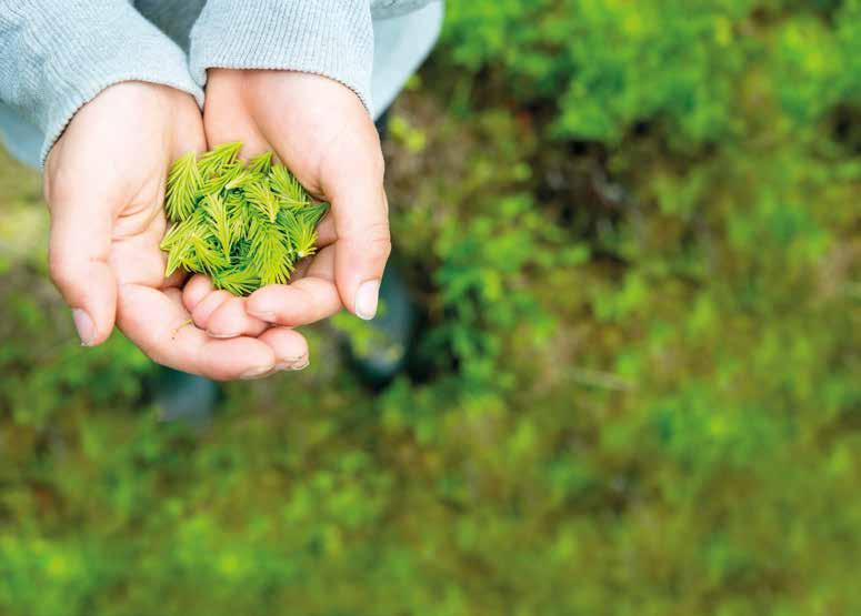 I skogen växer en hållbar framtid Att äga skog ska vara fritt, lönsamt och roligt.
