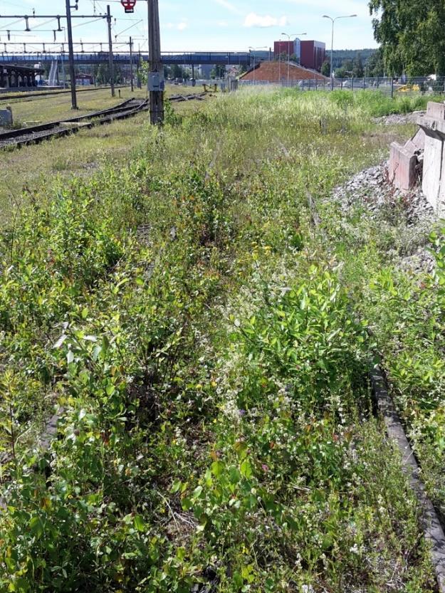 Ludvika Kommun Planbeskrivning Väsmanstrand Sida 9(34) Vegetationen mellan stängsel och spår som inte används är värdefull för att bevara den biologiska mångfalden.