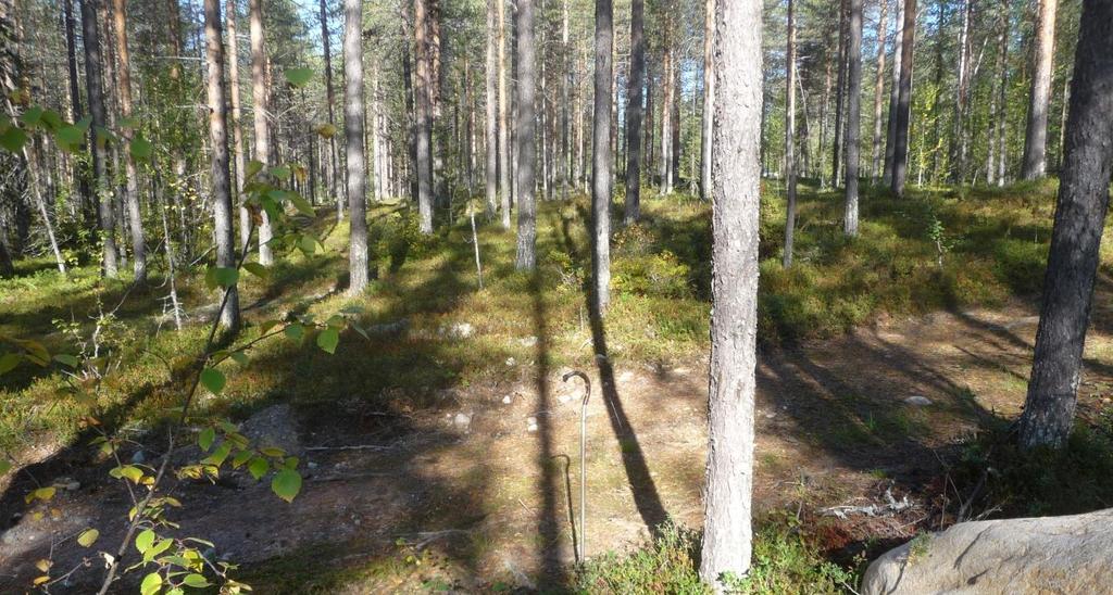 16 Figur 12. En brukningsväg i utredningsområdet ger en god inblick i marklager med förekommande stenar och övervägande sand. Foto mot VNV: Lennart Klang 2018.