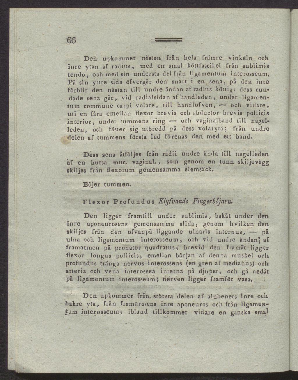 66 Den upkommer nästan frän hela främre vinkeln och inre ytan af radius, ined en smal köttfascikel från sublirnis tendo, och med sin understa del från ligamentum interosseum.