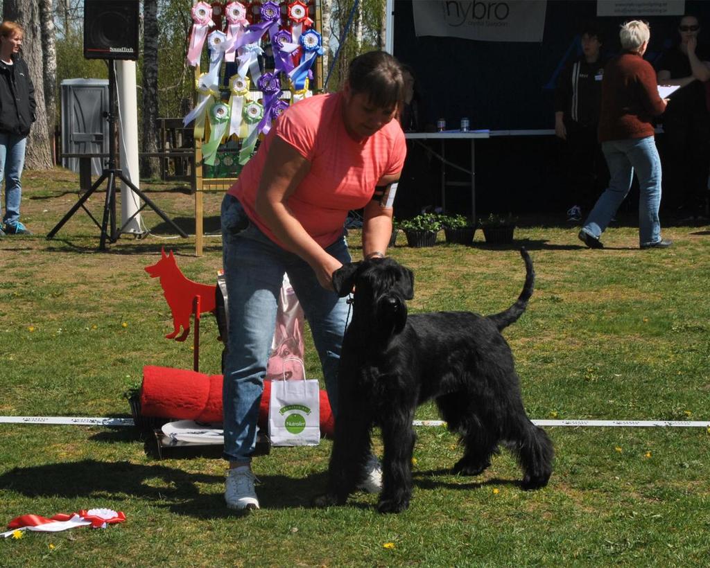NYBRO BK:s GLASBRUKSUTSÄLLNING 2019-05-11 Officiell 60 anmälda hundar BIS-Domare: Sonny Ström BEST IN SHOW Riesenschnauzer, Svart Giant Connection Levels SE36247/2018 Tik Äg.