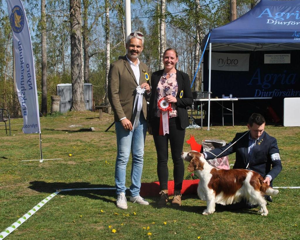RESULTAT Inofficiell utställning ARRANGÖR: Nybro BK Nybro 2019-05-11-2019-05-11 131 anmälda hundar BIS-Domare: Jenny Öhquist Best in Show & Bästa Stötande-, Apporterande Hundar Welsh Springer Spaniel