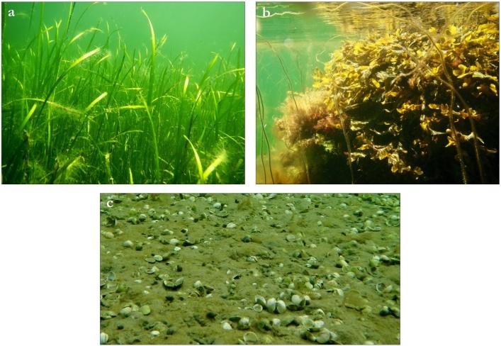 Figure 1 Common marine habitats found in coastal Sweden. Eelgrass or Zostera marina (a), macroalgae (west coast) e.g. Fucus spp., Chorda filum (b) and unvegetated soft sediment (c). Photos: T.