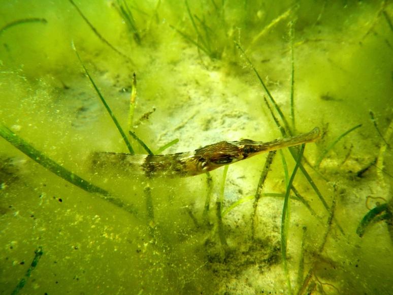 Figure 5 A Greater Pipefish (Syngnathus acus) among the seagrass Zostera marina and filamentous algae in the Gullmar fjord, western Sweden. Photo: T.