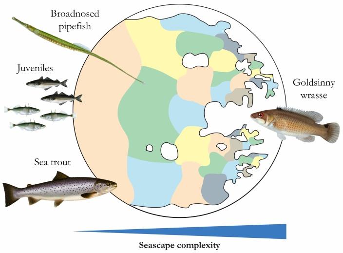 significance on the fish assemblage in the Skagerrak (I). At a larger scale, seascape complexity was investigated (I) and found that for some parts of the fish assemblage (e.g. juveniles, pipefish) a less complex seascape (e.