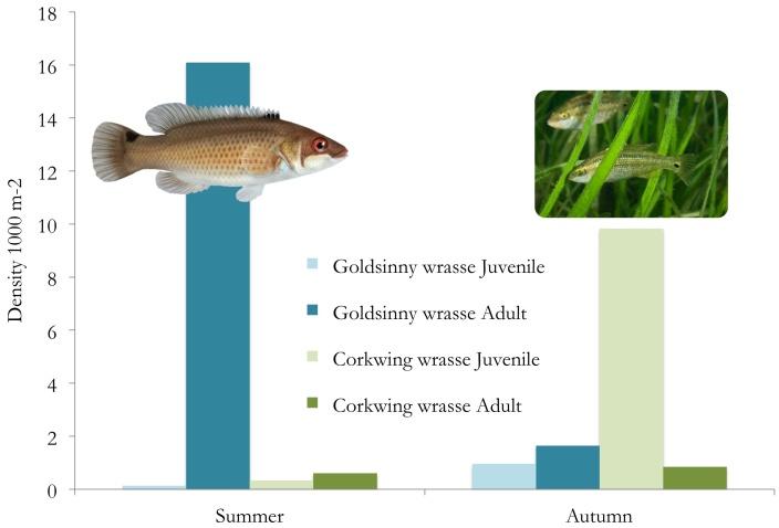 differences in juvenile composition depending on species reproduction and survival strategies.