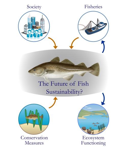 In addition to the Atlantic cod, the European eel which utilises temperate coastal environments (I and II), is also under threat (critically endangered - IUCN Red List; Jacoby and Gollock 2014).