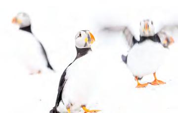 ARKTISKA VARANGER I NORDNORGE I fokus: Arktiska Varanger i Nordnorge 2020 Ett eldorado av sjöfågel och artiska arter.