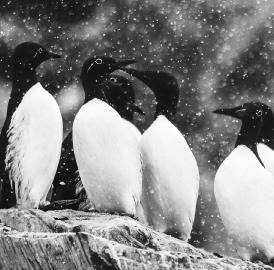 Har du frågor om denna fotoresa till Varanger i