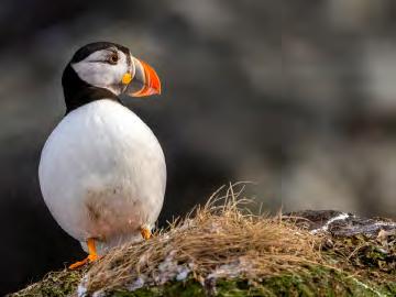 Várnjárga Det här en fotoresa till arktiska Varanger (Várnjárga) i Nordnorge nära den ryska gränsen som verkligen har extra allt!
