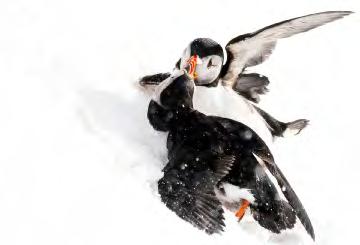 Det är inte varje dag man ser lunnefåglar i strid. Varangers landskap. FDe flesta som beger sig till Varanger vintertid vill se och fotografera fågellivet.