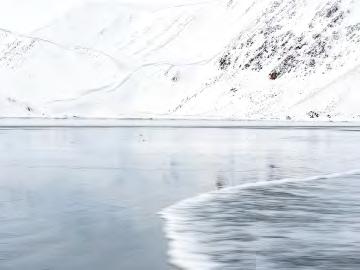 Däggdjur. Arktiska fåglar och stora kolonier av sillgrisslor och lunnefågel, vad finns mer? Jo fantastiska landskap men även däggdjur. En av dessa är renen.