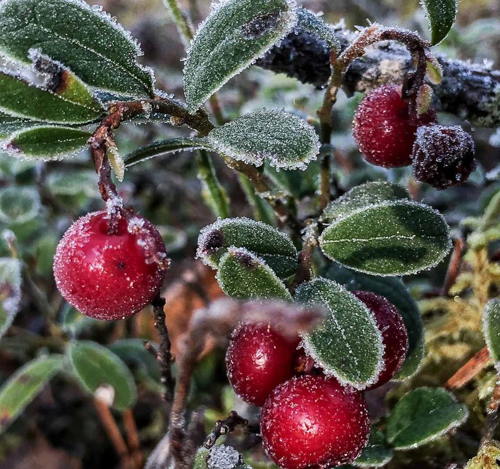 På tallrikarna inne i den ombonade restaurangen möts skog och hav jägaren och våra kockar frestar med ett förrättsbord fyllt av olika sorters viltkött och delikatesser från havet.