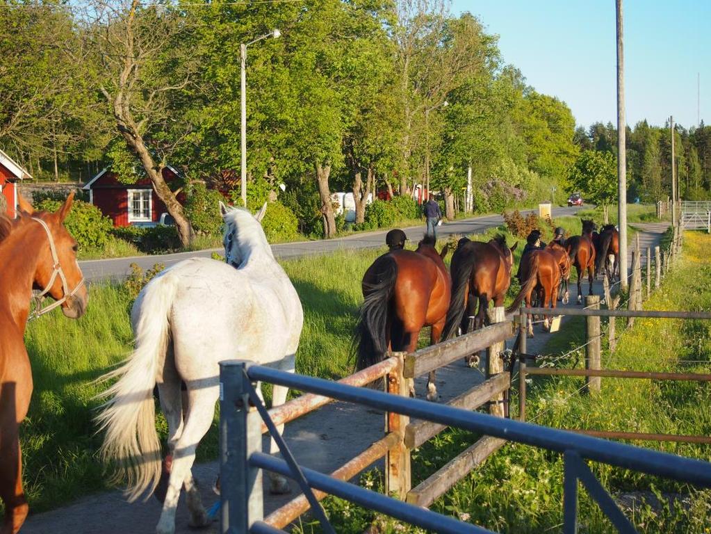 Då mycket av det som innefattas i TR främst rör tävlingar ovanför klubbnivå har ÅgRK utformat en Regelbok för att skapa så rättvisa och tydliga regler som