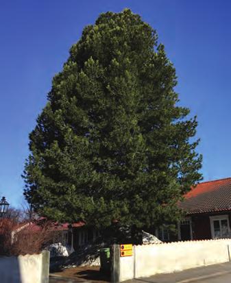 Pinus sylvestris - tall/fur Pinus sylvestris - tall/fur PINUS Tallar har djupgående rötter och luftiga, ljusgenomsläppliga kronor som gör dem idealiska till överståndare över buskar och