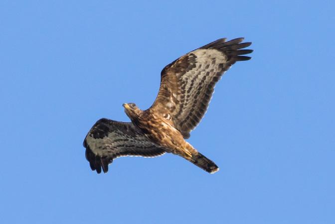 Storskarv Phalacrocorax Genom södra Vättern str 2.277 ex 29.7-26.11 bästa dag 1.9 med 240 ex. Höga noteringar i Vättern. Januari rast 85 ex 8.1 (Mats Thorin m fl), december rast 125 ex 29.