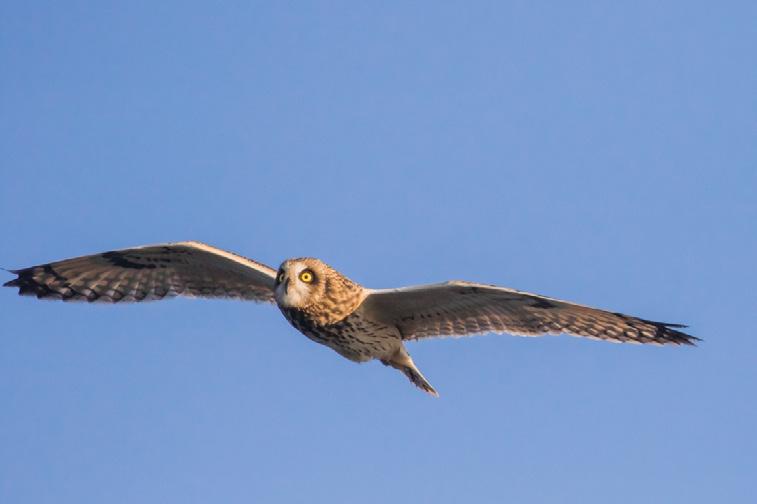 Berguv Bubo bubo Det finns uvar i 2 revir i vo men om det är kompletta par och om någon föryngring skett är inte känt. Jorduggla Asio flammeus 1 ex Visingsö 13.1 (Rüdiger Kasche). 1 ex Visingsö 17.