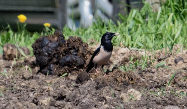 Sommargylling Oriolus oriolus 1 ex ekskogen Visingsö 21.5 (Rüdiger Kasche). Törnskata Lanius collurio Första och sista obs. 1 ex Jönköpings flygplats 29.