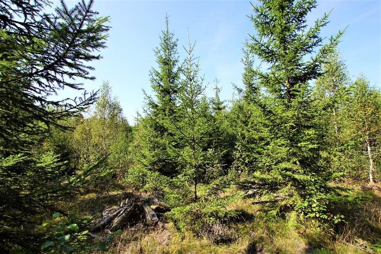 Jakt och fiske Viltslag i området är bland annat älg, rådjur, vildsvin m.fl. arter. Fastigheten är ansluten till Vislanda älgskötselområde.