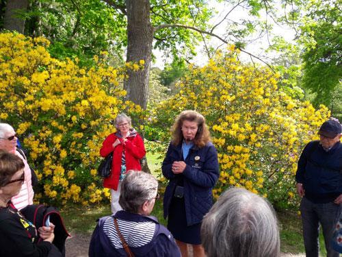 De vackra gula buskarna är faktiskt en invasiv art av Rhododendron, (d.v.s den sprider sig för mycket och tränger ut annan växtlighet, så man måste hålla efter den).