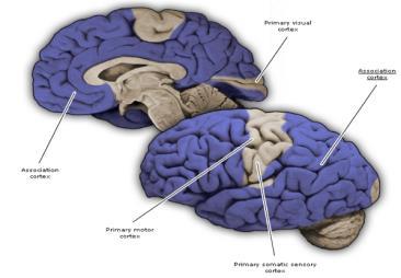 association areas leads to comprehension, cognition, and consciousness (Eric Kandel) Thalamo-cortical projections: Pulvinar -> parietal;