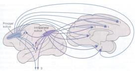 connections: direct input from other cortical areas form majority of input to the association cortices.