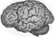 Prefrontala kortex: