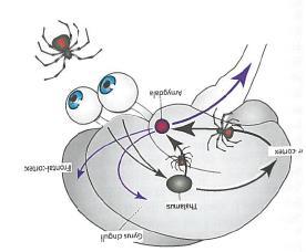 Syn-cortex Amygdala