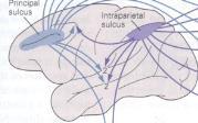 Uppsummering: En frontal syntes Bensträckare Perception särskilt ur ovana perspektiv Emotion - reglering