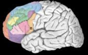 funktioner olika delprocesser Regional specialisering inom PFC Dorsolaterala PFC (& parietal-cortex) -