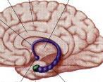 (2003) Nature Neurosci.