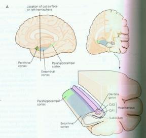 (entorhinal cortex) After surgery, HM not able to form new episodic memories (anterograde amnesia) Implicit forms