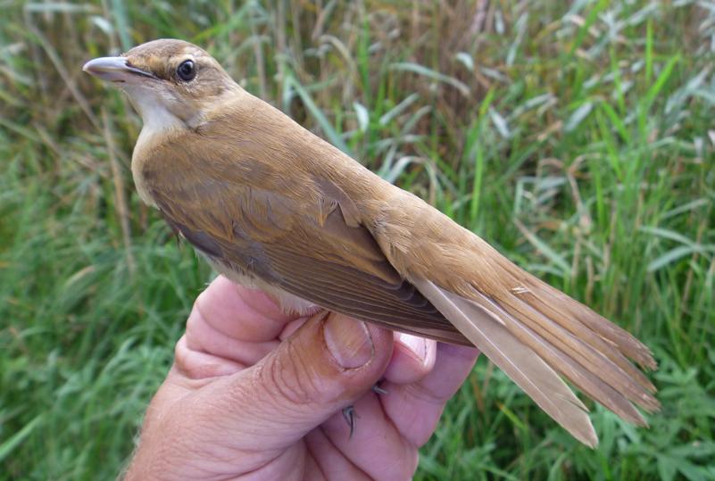 Vingspegeln 3 (211) Sävsångare (Acrocephalus schoenobaenus) CA53484 5-9-8 1 Landsjön, Skärstad, Småland/57.52N 14.