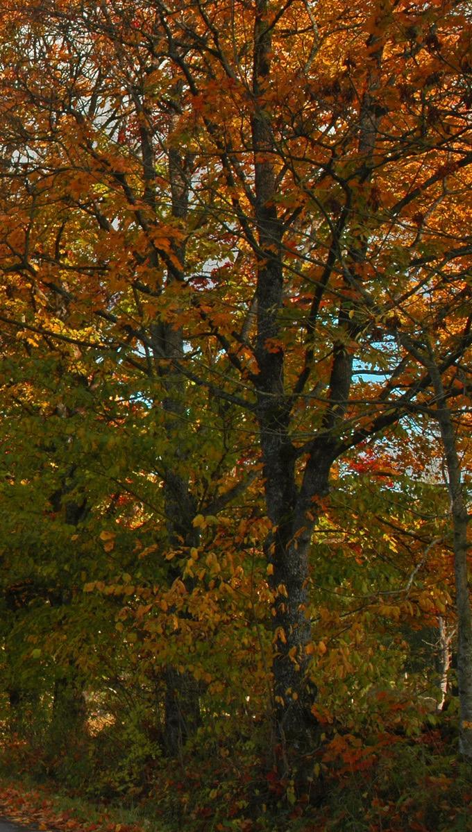 Skövde Naturskydds förening plats för en adress eller en liten hälsning! Kom med och upptäck naturen och rädda världen.