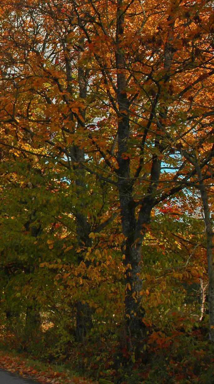 För 24 kr/mån blir du medlem i Naturskyddsföreningen. https://www.naturskyddsforeningen.