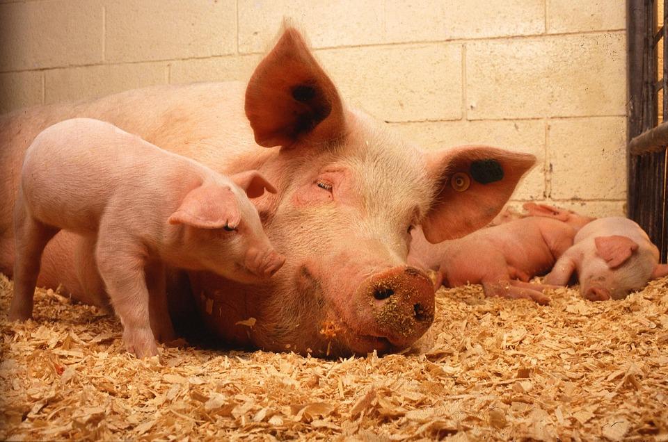 Fakulteten för veterinärmedicin och husdjursvetenskap Institutionen för biomedicin och veterinär folkhälsovetenskap Riskerar nya djurskyddsreglerna att
